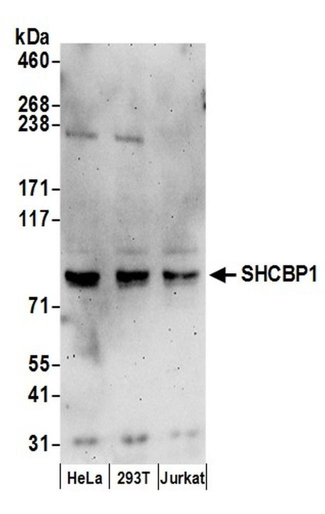 SHCBP1 Antibody in Western Blot (WB)