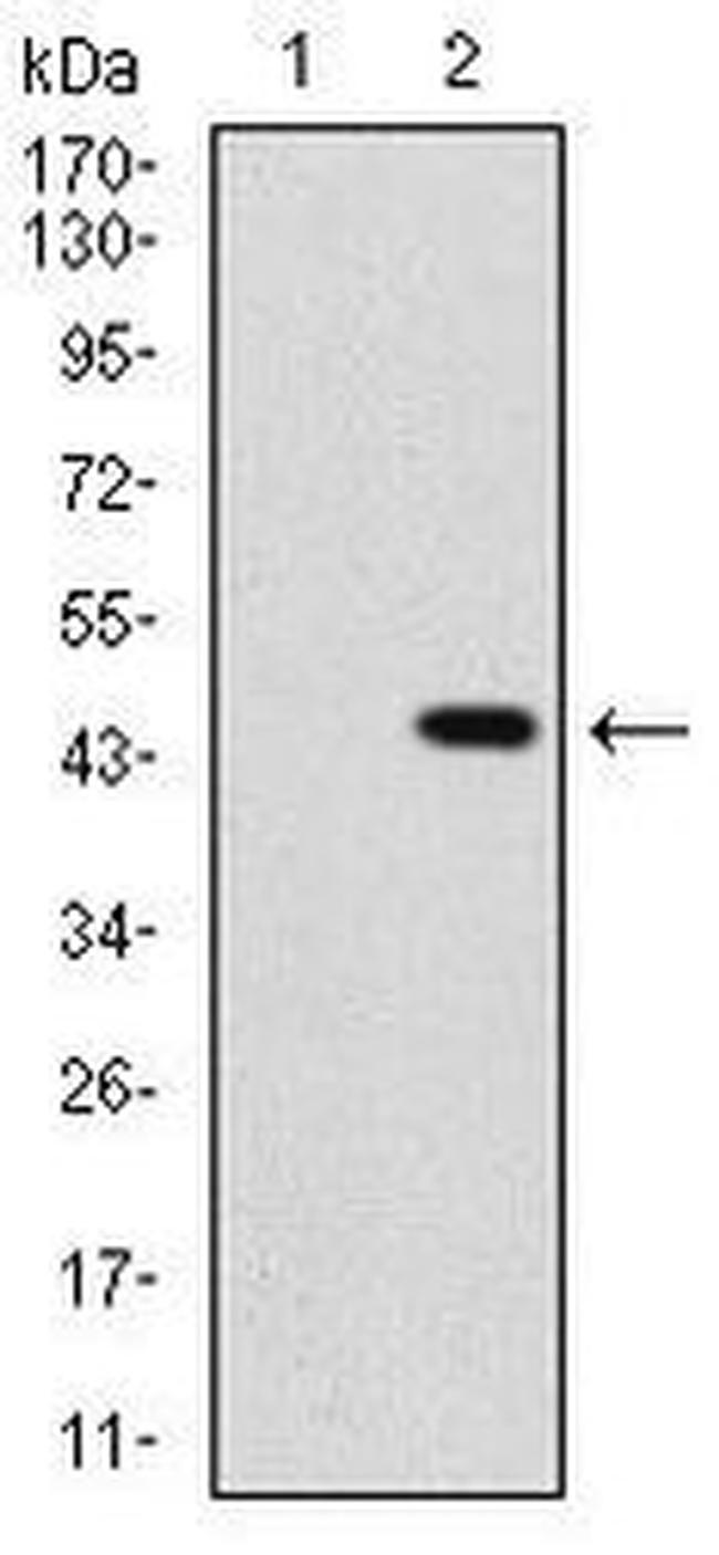 SHH Antibody in Western Blot (WB)