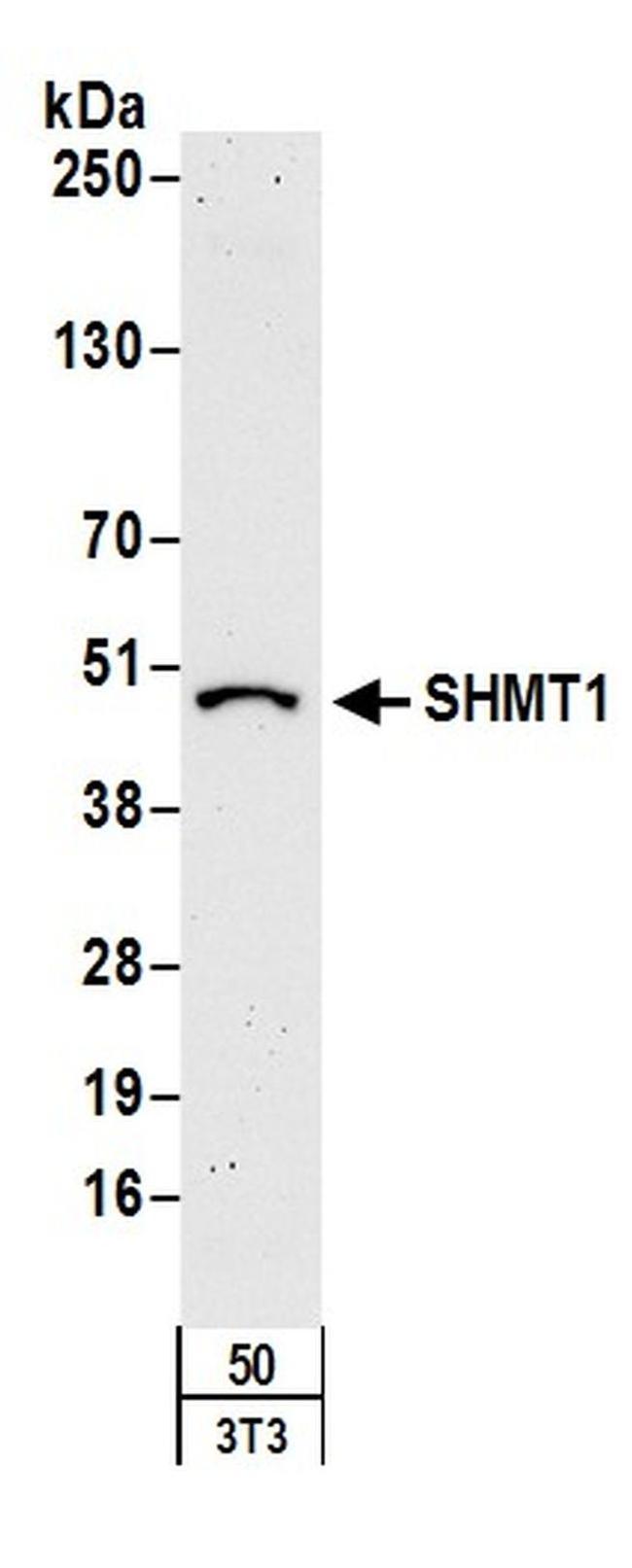 SHMT1 Antibody in Western Blot (WB)