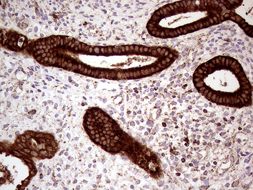 SHMT2 Antibody in Immunohistochemistry (Paraffin) (IHC (P))