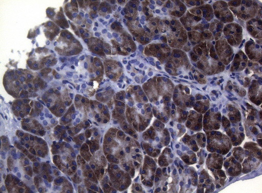 SHMT2 Antibody in Immunohistochemistry (Paraffin) (IHC (P))