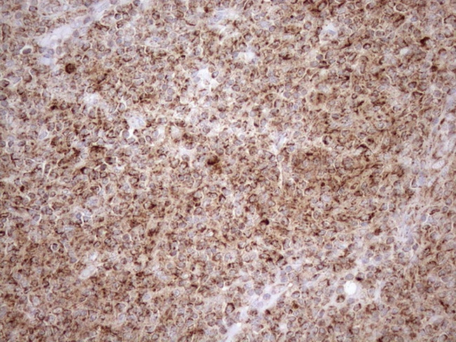 SHMT2 Antibody in Immunohistochemistry (Paraffin) (IHC (P))