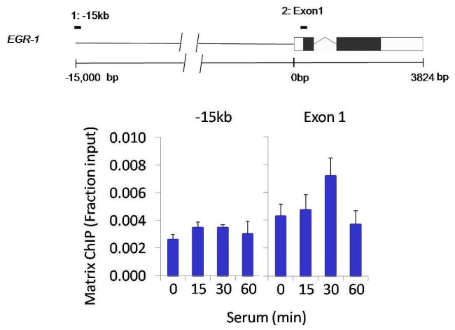 SHP-1 Antibody in ChIP Assay (ChIP)