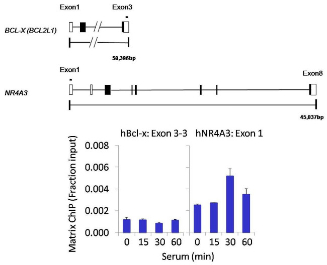 SHP-1 Antibody in ChIP Assay (ChIP)