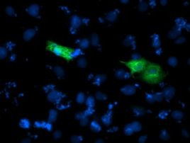 SHPK Antibody in Immunocytochemistry (ICC/IF)