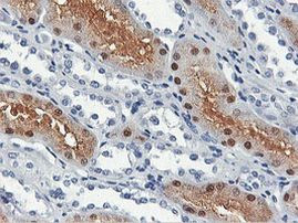 SHPK Antibody in Immunohistochemistry (Paraffin) (IHC (P))