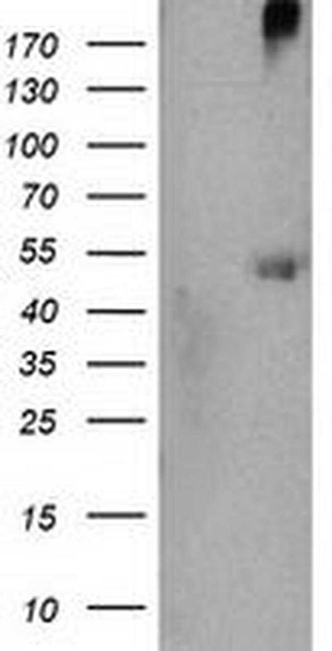 SHPK Antibody in Western Blot (WB)