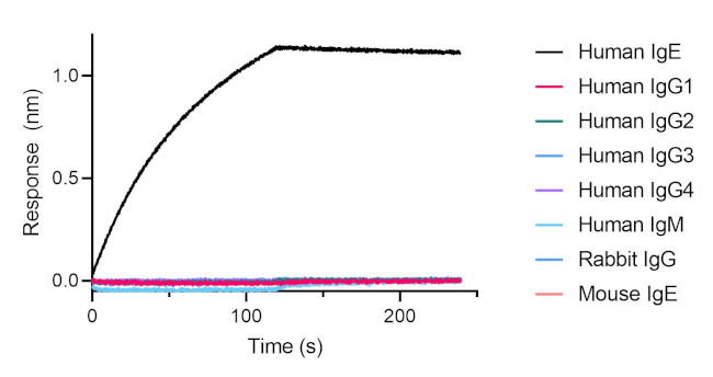 Human IgE VHH Secondary Antibody in Functional Assay (FN)