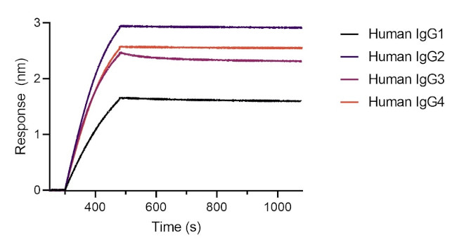 Human IgG/rabbit IgG, Fc-specific VHH Secondary Antibody in Functional Assay (FN)
