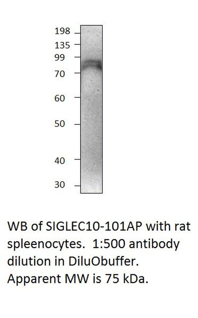 SIGLEC10 Antibody in Western Blot (WB)