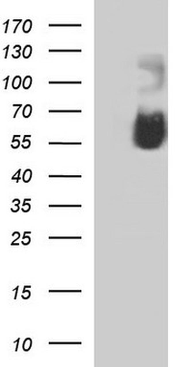 SIGLEC7 Antibody in Western Blot (WB)