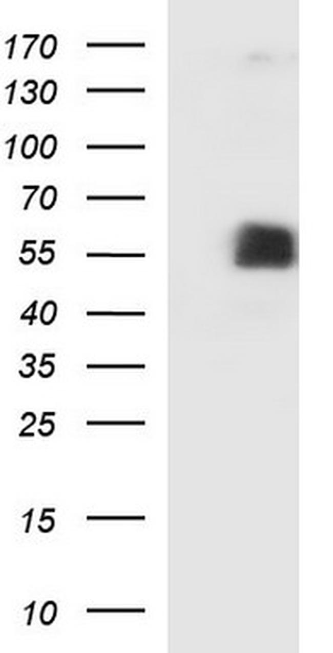 SIGLEC7 Antibody in Western Blot (WB)