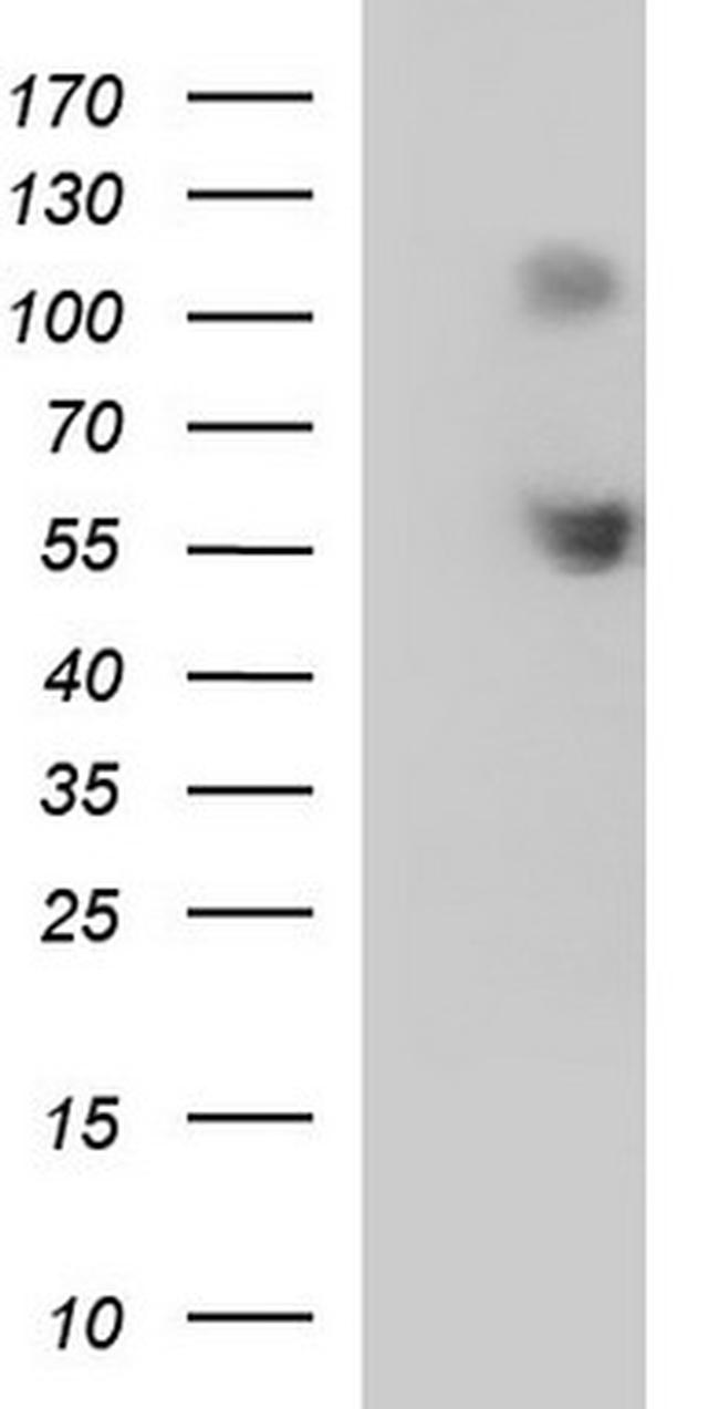 SIGLEC7 Antibody in Western Blot (WB)