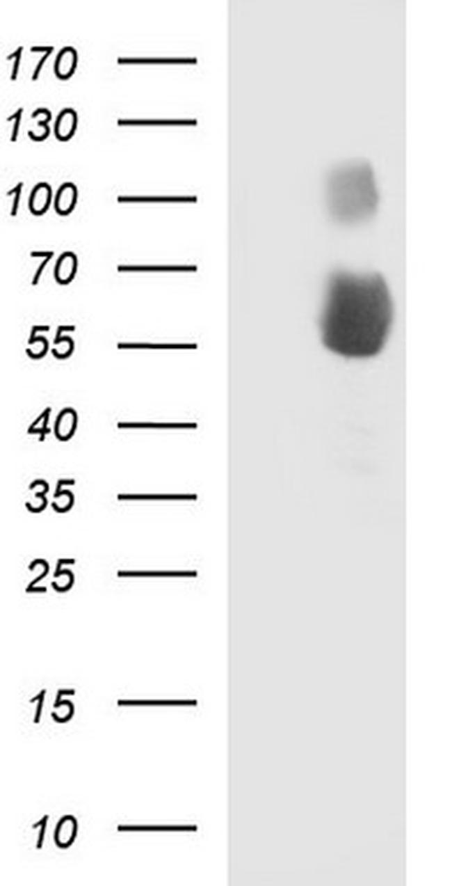 SIGLEC7 Antibody in Western Blot (WB)