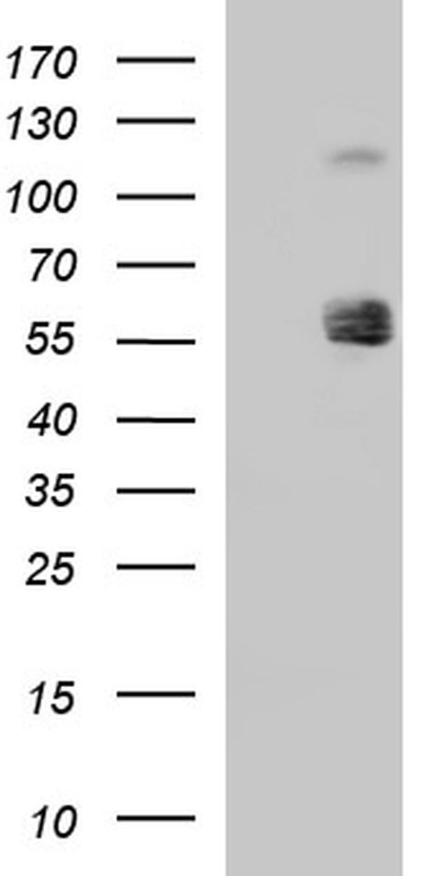 SIGLEC7 Antibody in Western Blot (WB)