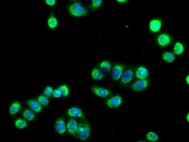 SIGLEC9 Antibody in Immunocytochemistry (ICC/IF)