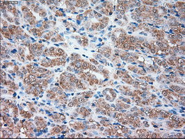 SIGLEC9 Antibody in Immunohistochemistry (Paraffin) (IHC (P))