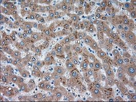 SIGLEC9 Antibody in Immunohistochemistry (Paraffin) (IHC (P))