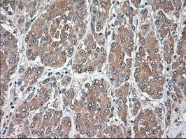 SIGLEC9 Antibody in Immunohistochemistry (Paraffin) (IHC (P))