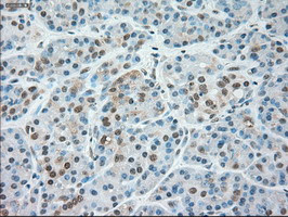 SIGLEC9 Antibody in Immunohistochemistry (Paraffin) (IHC (P))