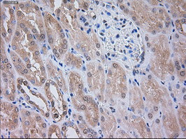 SIGLEC9 Antibody in Immunohistochemistry (Paraffin) (IHC (P))