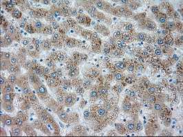 SIGLEC9 Antibody in Immunohistochemistry (Paraffin) (IHC (P))