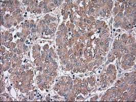 SIGLEC9 Antibody in Immunohistochemistry (Paraffin) (IHC (P))