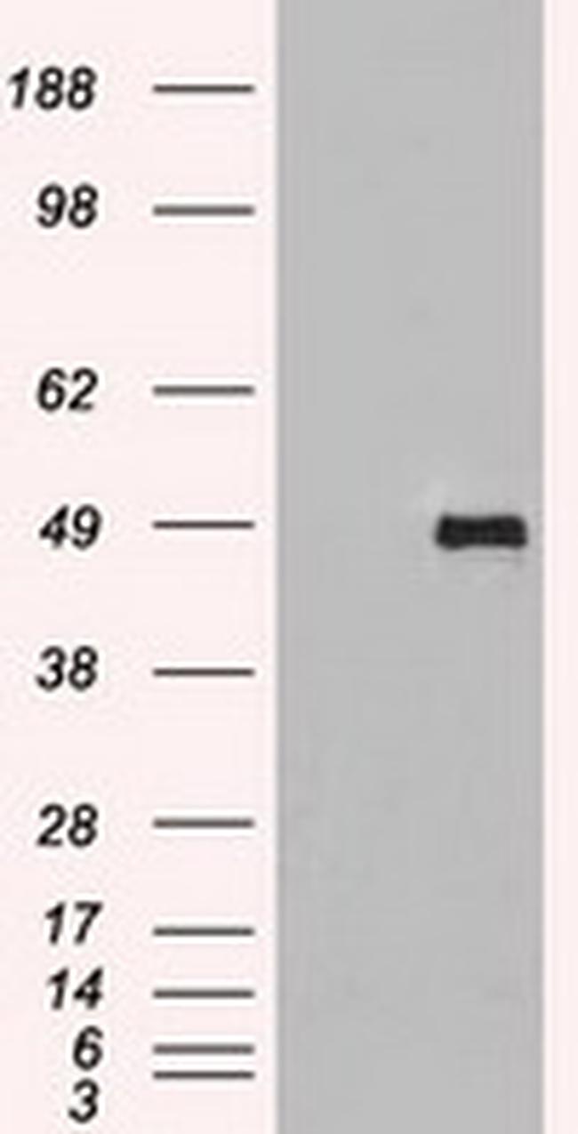 SIGLEC9 Antibody in Western Blot (WB)