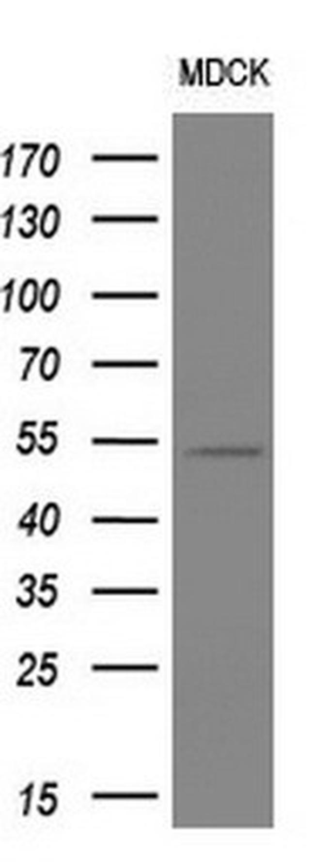 SIGLEC9 Antibody in Western Blot (WB)