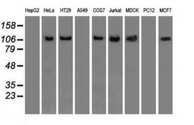 SIGLEC9 Antibody in Western Blot (WB)