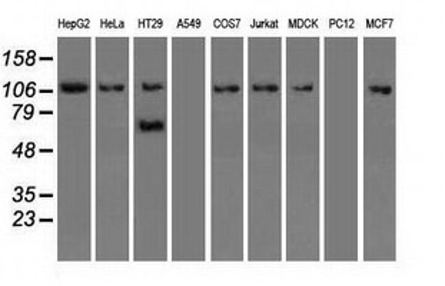 SIGLEC9 Antibody in Western Blot (WB)