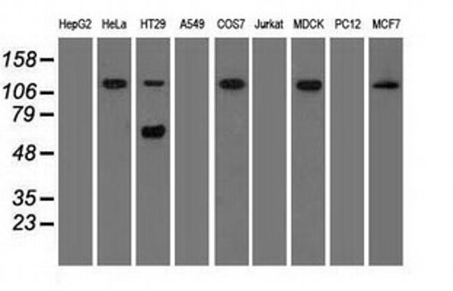 SIGLEC9 Antibody in Western Blot (WB)