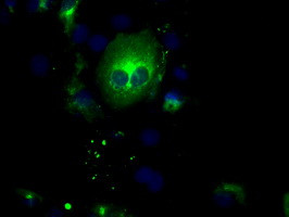 SIL1 Antibody in Immunocytochemistry (ICC/IF)