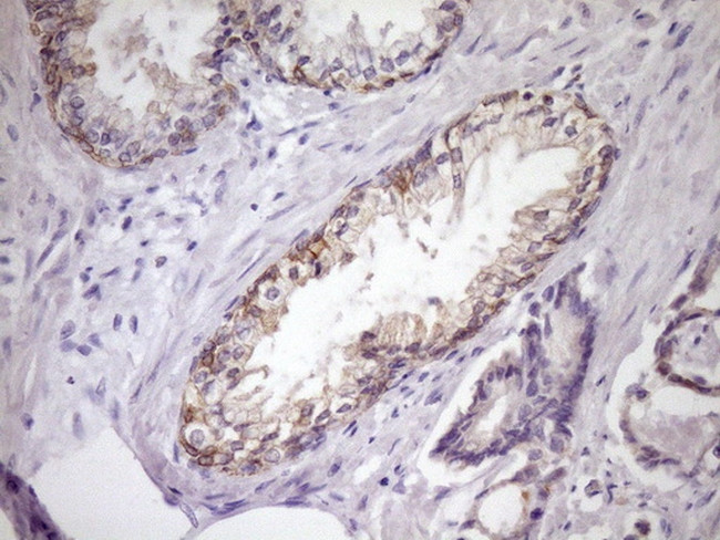 SIRPA Antibody in Immunohistochemistry (Paraffin) (IHC (P))