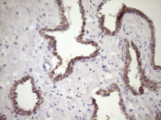 SIRPA Antibody in Immunohistochemistry (Paraffin) (IHC (P))