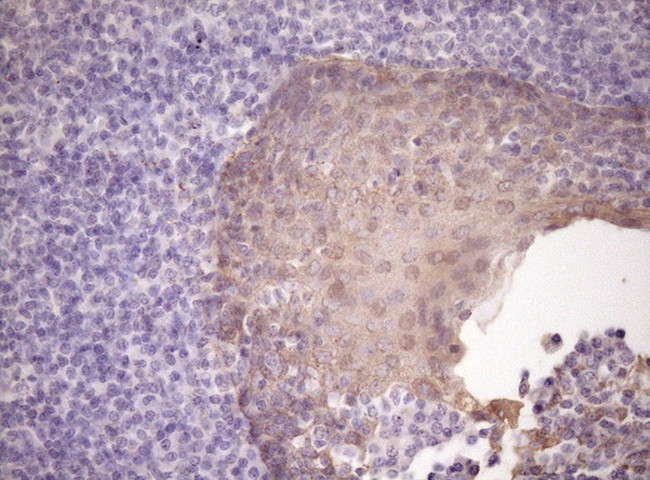 SIRPA Antibody in Immunohistochemistry (Paraffin) (IHC (P))