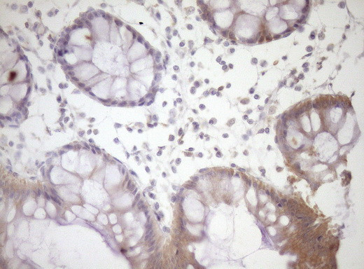 SIRPA Antibody in Immunohistochemistry (Paraffin) (IHC (P))