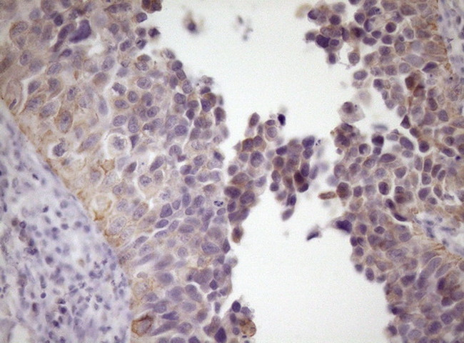 SIRPA Antibody in Immunohistochemistry (Paraffin) (IHC (P))