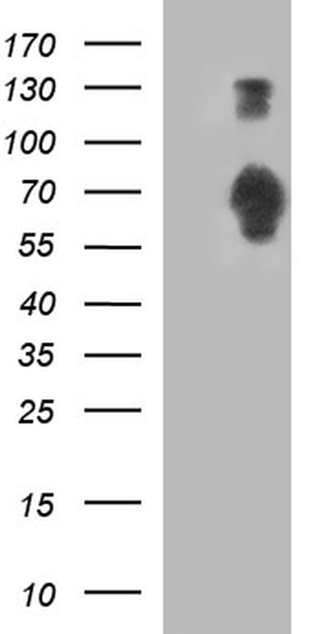 SIRPA Antibody in Western Blot (WB)