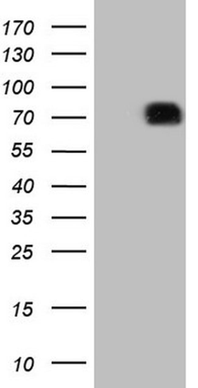 SIRPA Antibody in Western Blot (WB)