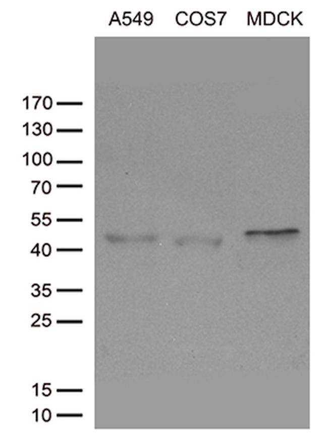 SIRPB1 Antibody in Western Blot (WB)