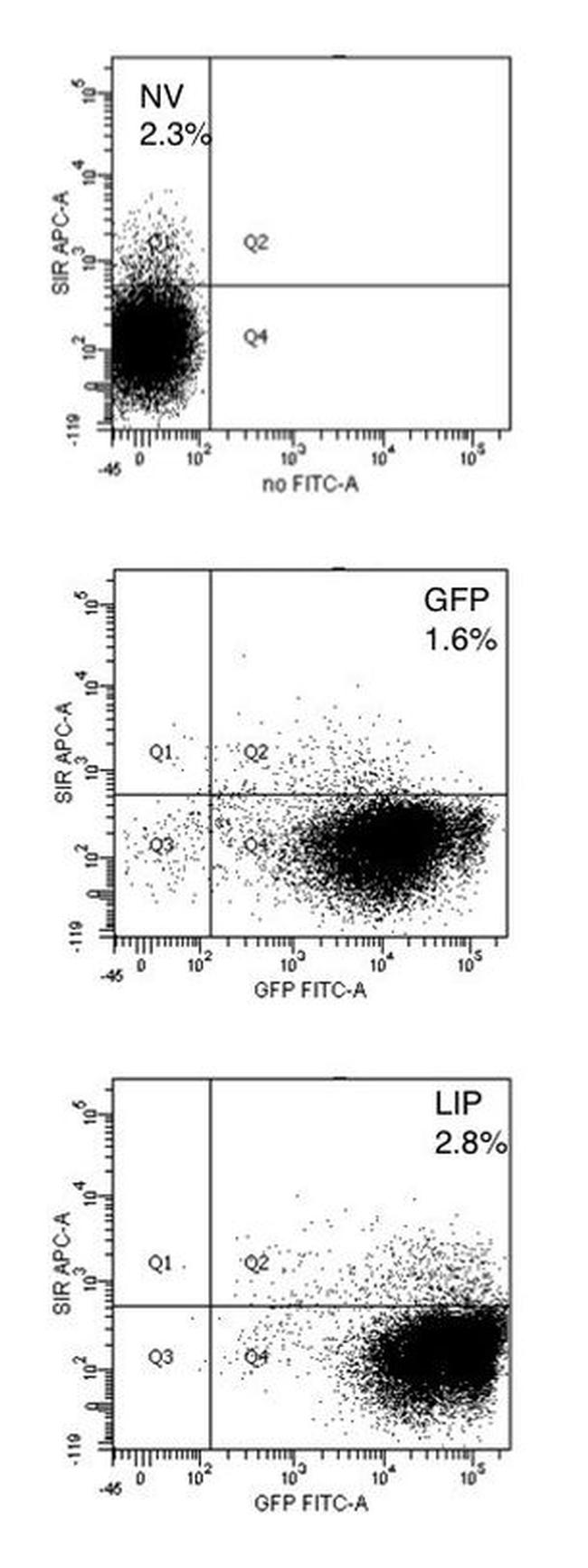 CD172a (SIRP alpha) Antibody in Flow Cytometry (Flow)