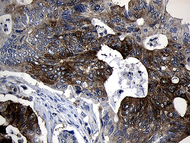 SIRT1 Antibody in Immunohistochemistry (Paraffin) (IHC (P))