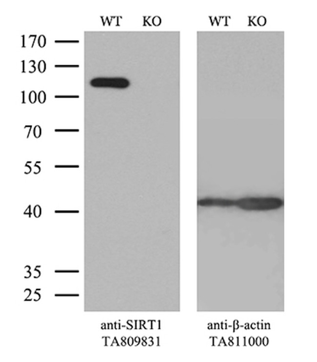 SIRT1 Antibody