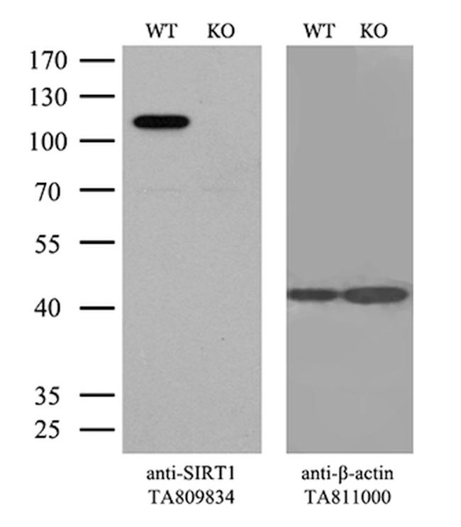 SIRT1 Antibody in Western Blot (WB)