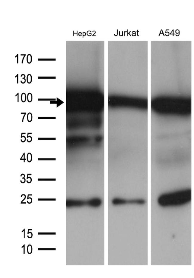 SIRT1 Antibody in Western Blot (WB)