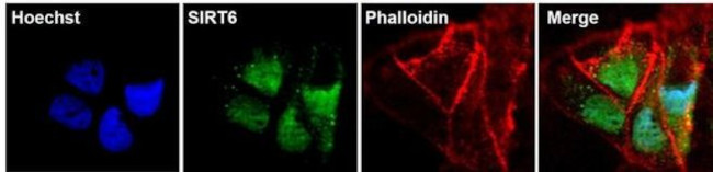 SIRT6 Antibody in Immunocytochemistry (ICC/IF)