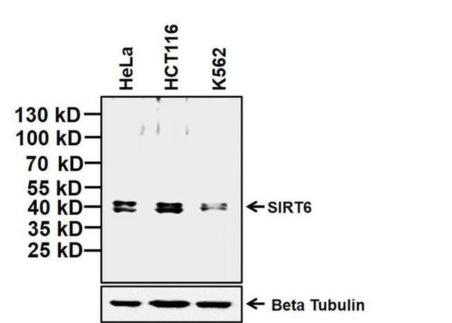 SIRT6 Antibody in Western Blot (WB)