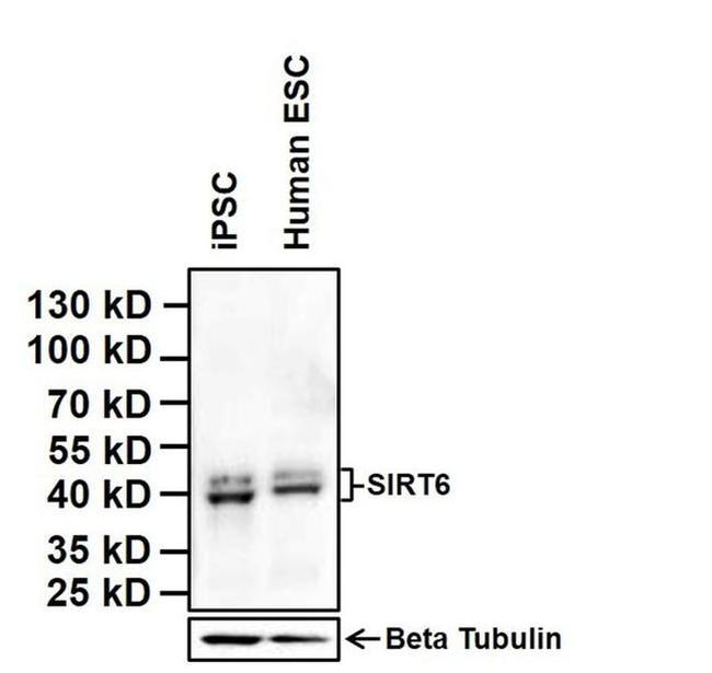 SIRT6 Antibody in Western Blot (WB)