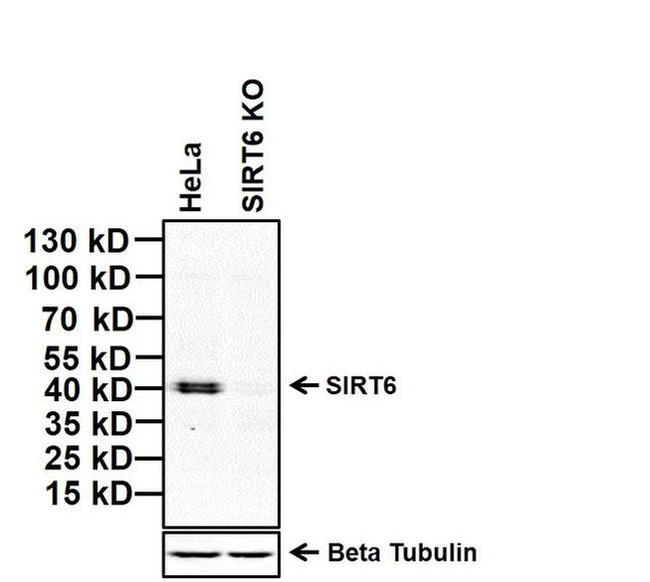 SIRT6 Antibody in Western Blot (WB)